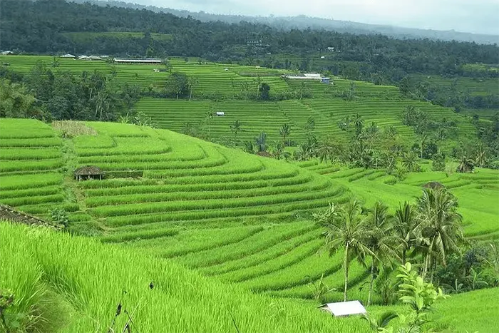 jatiluwih harmoni alam, subak, dan warisan dunia di bali