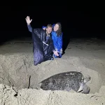sukamade adventure petualangan menjelajahi konservasi penyu di ujung jawa