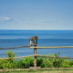 photo by tom fisk on pexels | wisata bali safari and marine park illustration