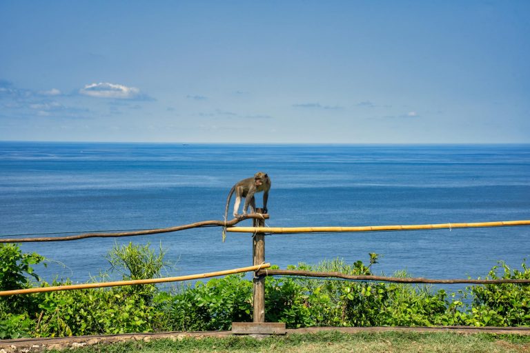 photo by tom fisk on pexels | wisata bali safari and marine park illustration