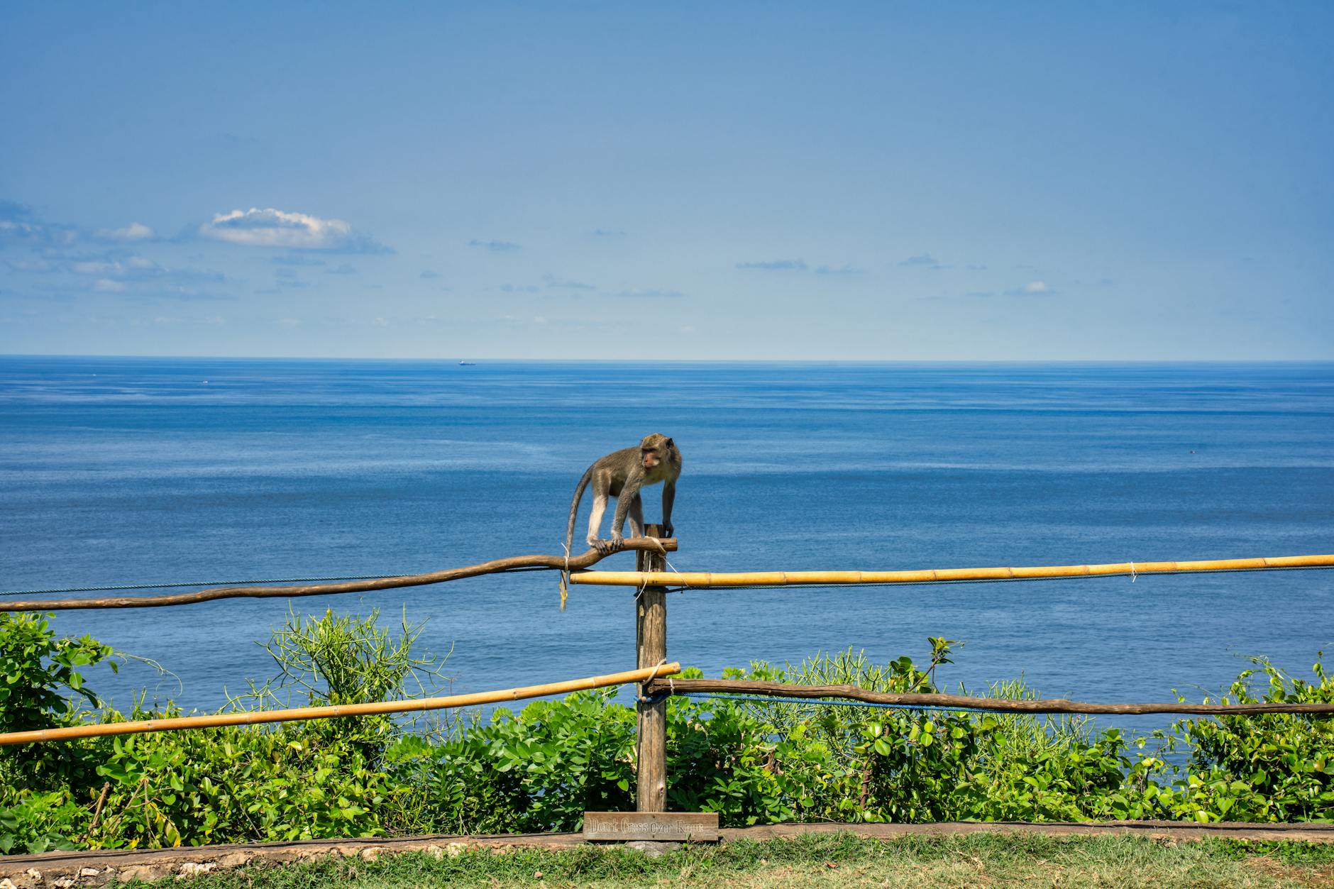 photo by tom fisk on pexels | wisata bali safari and marine park illustration