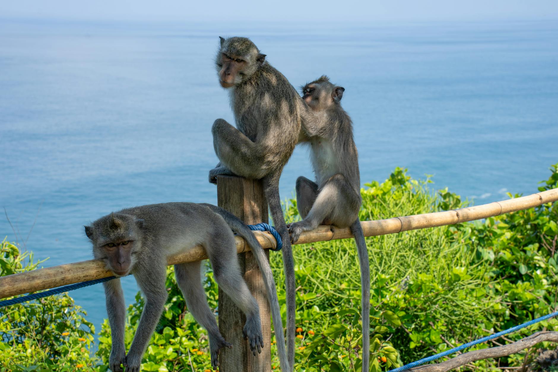 Gajah di Bali Safari and Marine Park