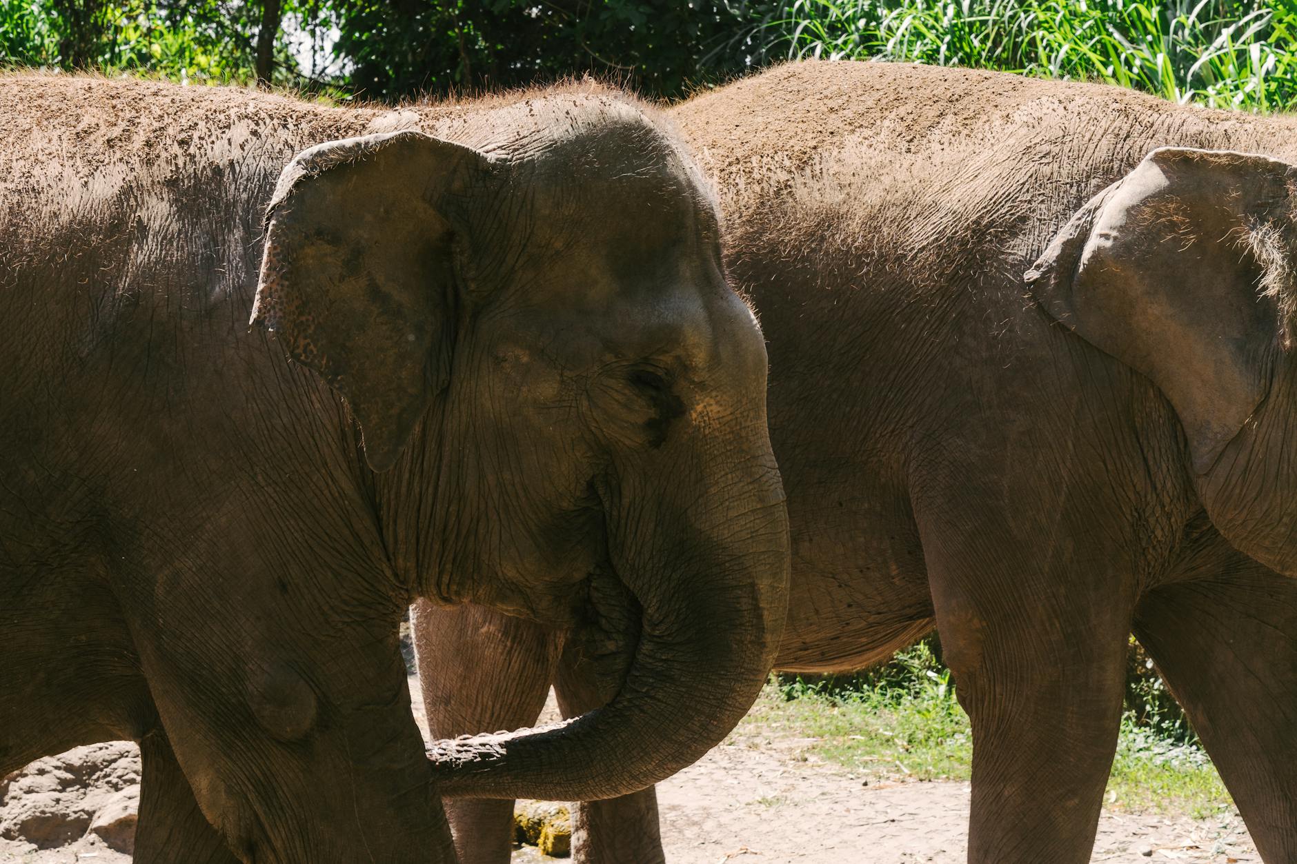 Gajah di Bali Safari and Marine Park