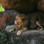 Taman safari dan aquarium di Bali dengan hewan langka dan pertunjukan menarik